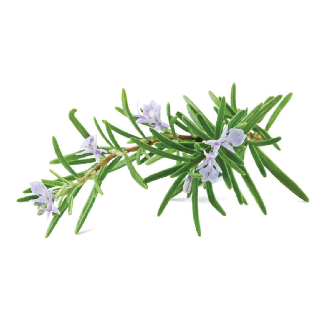 Chiết xuất Hương Thảo