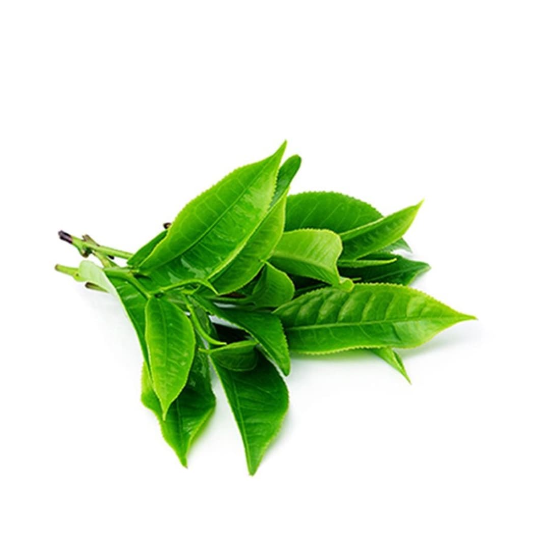 Chiết Xuất Trà Xanh (Camellia Sinensis Leaf Extract)
