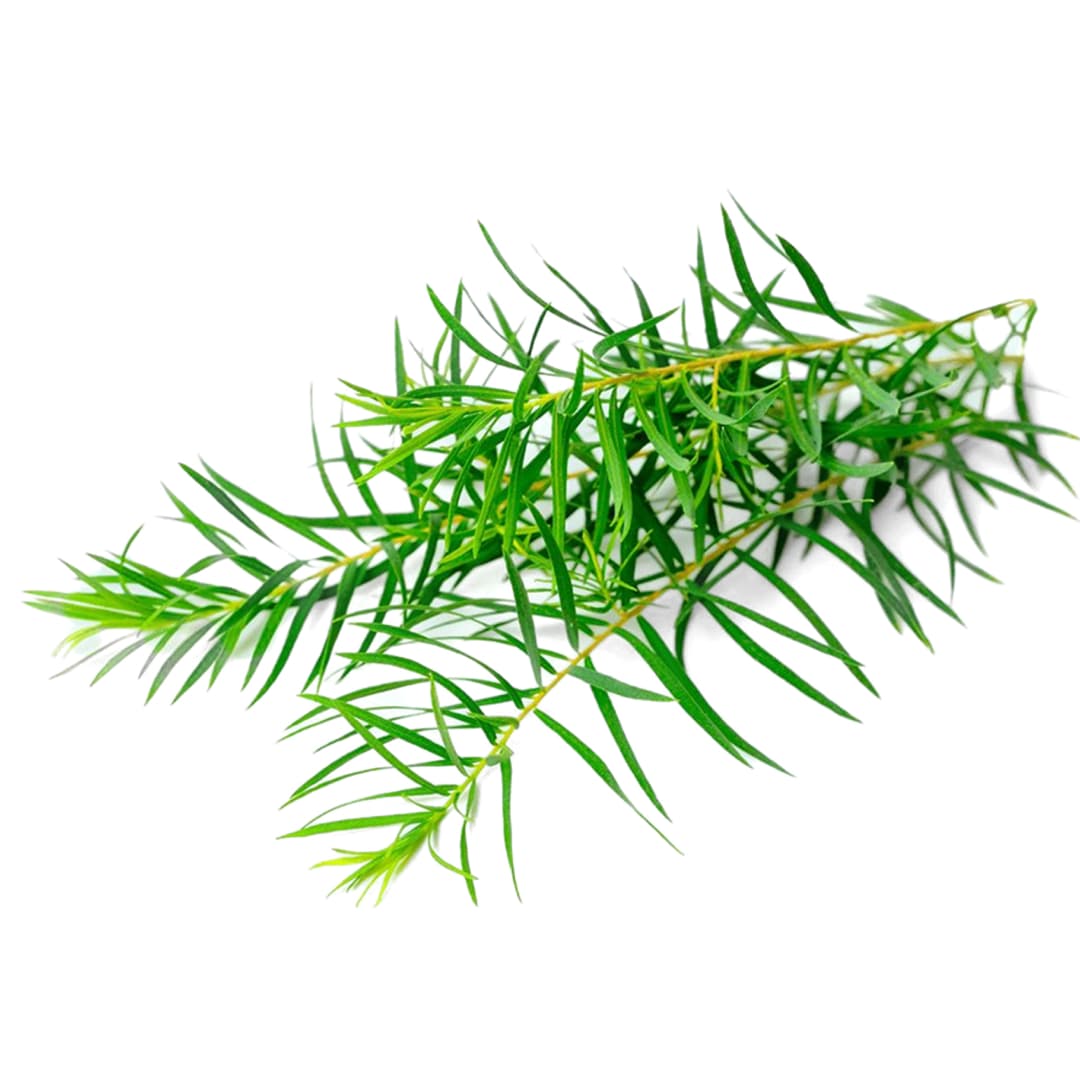 Tinh Dầu Tràm Trà Úc